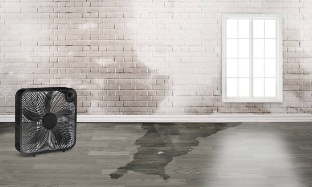 Water damage restoration experts in FL